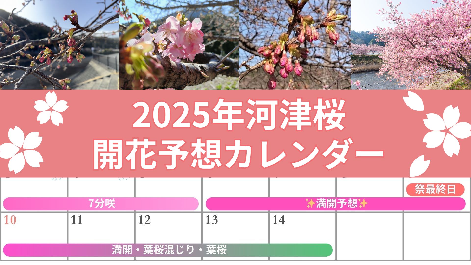 河津桜の開花予想2025を毎日更新中